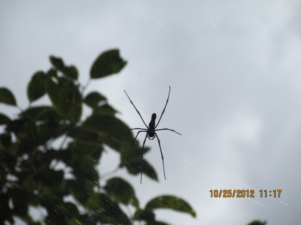 The Incy Wincy spider