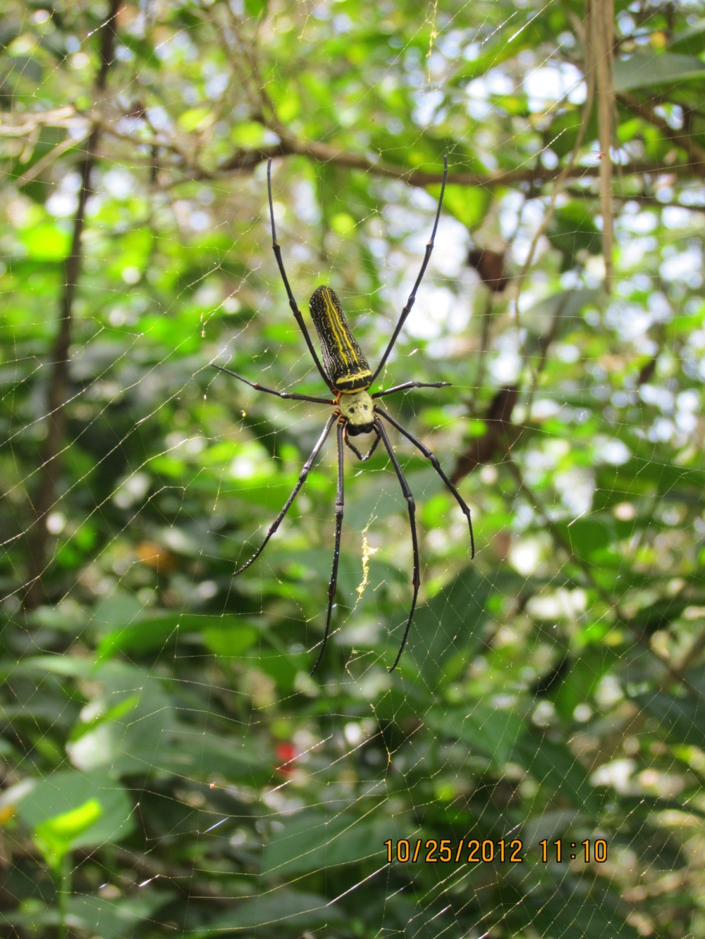 Sringeri Spider